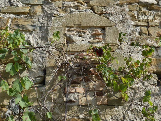 Bâtiment du logis. Elévation sud, partie est. Baie à demi-croisée murée.