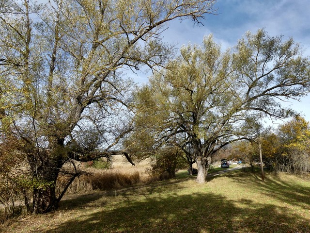 Allée de saules le long du chemin d'accès à une ferme, quartier de Lidane.