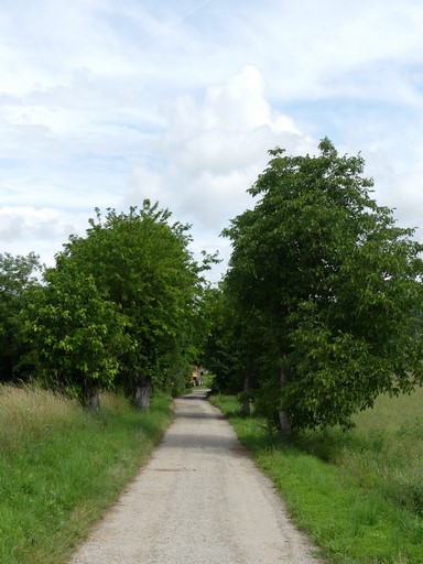 Allée de mûriers et noyers. Ferme de Très Faves (Ribiers).