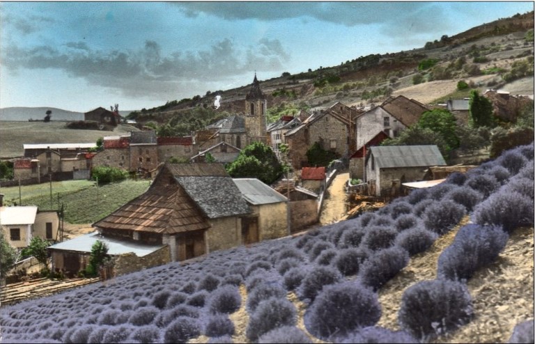 [Plantations de lavande à la périphérie du village.]