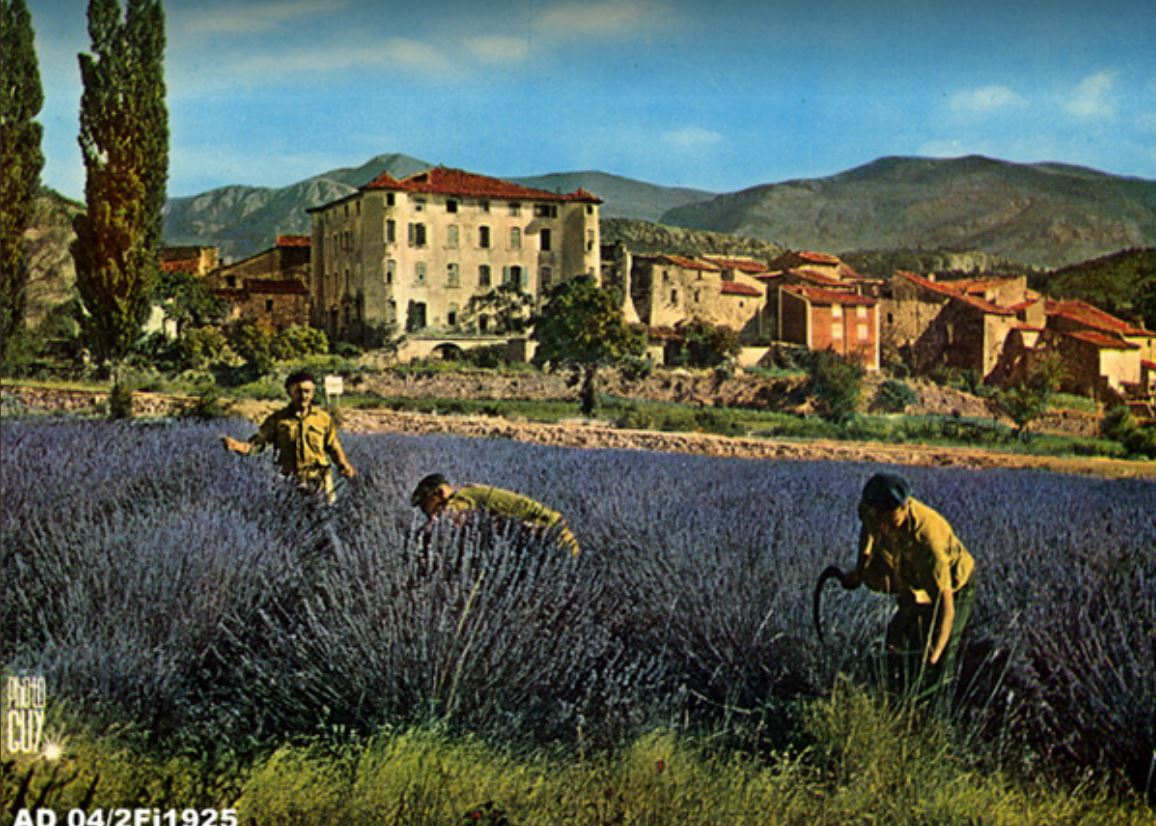 PAYSAGE DE FRANCE : Cueillette de la LAVANDE dans les Alpes de Haute Provence prés du village de LA PALUD sur VERDON, années 1970.