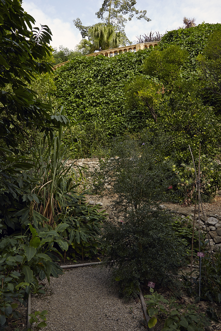 Jardin des fruitiers tropicaux : vue en contre-plongée du mur de soutènement du jardin régulier.