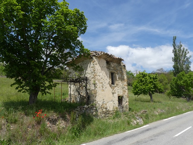 Tilleul planté à côté d'un « cabanon », à Pigranier.