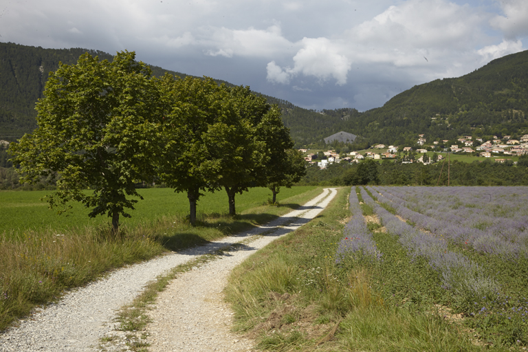 Exemple de complantation dans la moyenne vallée du Verdon (Saint-André-les-Alpes) : fruitiers, herbe et lavande.