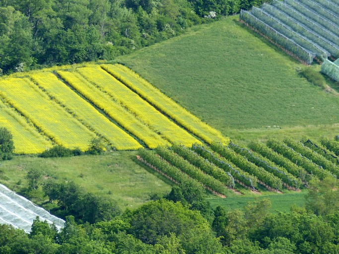 Champs et vergers de pommiers, au pied du quartier de La Grange Neuve.