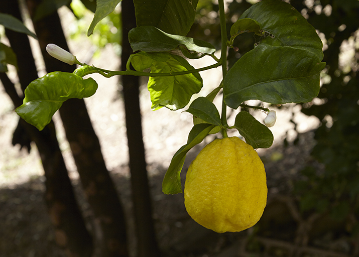 Terrasses de culture Nord (détail d'un citronnier : fruit et boutons floraux).