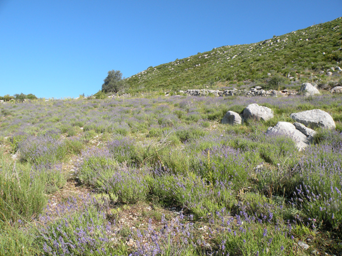Plants de lavande « au sauvage » ou "baïassière", quartier de Saint-Saturnin.