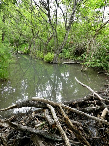 Le ruisseau de Merdaric, barré par un barrage de castors.