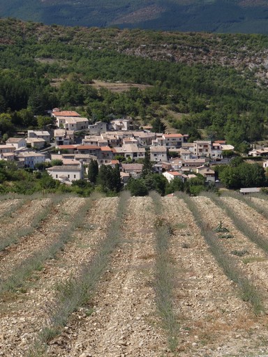 Champ de lavande, au quartier de Vinourières.