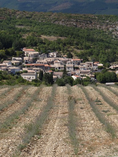 Champ de lavande, au quartier de Vinourières.