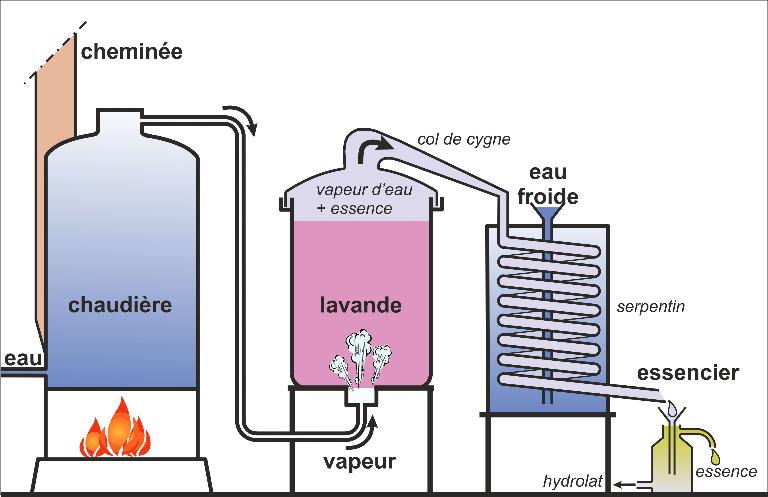 parfumeries (distilleries de lavande) du Pays Asses, Verdon, Vaïre, Var