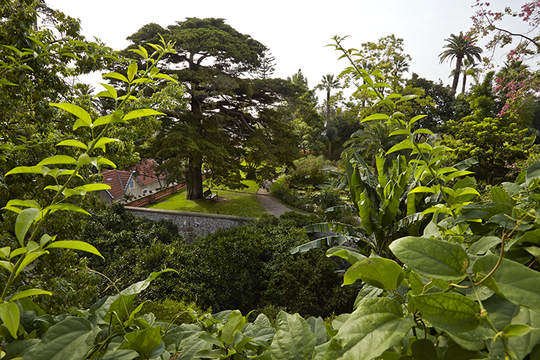 Jardin des plantes d'eau : vue plongeante prise depuis le jardin régulier. Au premier plan, le vallon occupé par le jardin des fruitiers tropicaux est traversé par le sentier de la Villa-Noël.