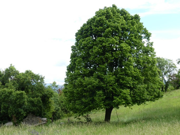 Grand tilleul dans un pré de fauche.