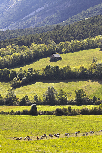 Paysage de prés et de pâture enclose avec troupeau de moutons au quartier de Pra Jourdane.