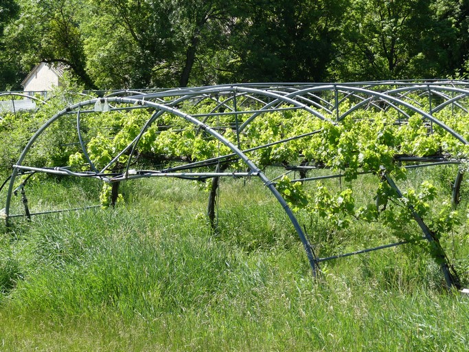 Vignes palissées sur d'anciennes serres, quartier du Moulin.