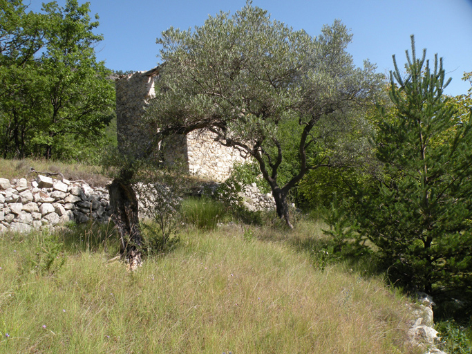 Vestiges d'oliveraie, en contrebas du hameau du Champ.