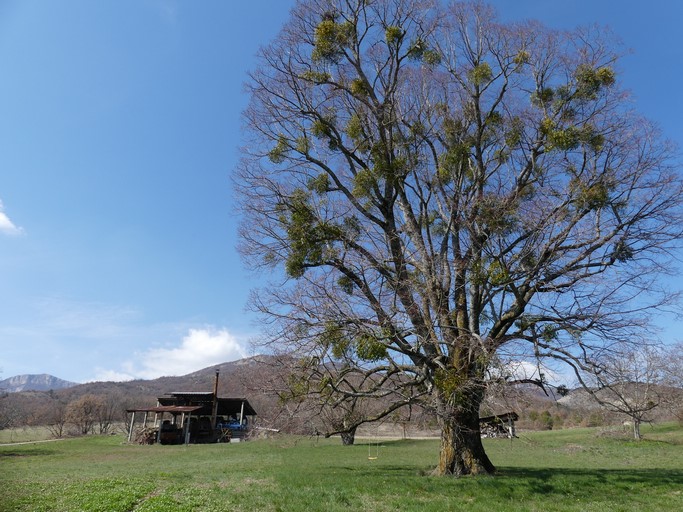 Ancienne distillerie de lavande et grand tilleul, à la ferme de Très Faves.