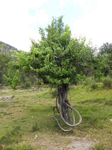 La Gréoure, vigne grimpante dans un prunier.