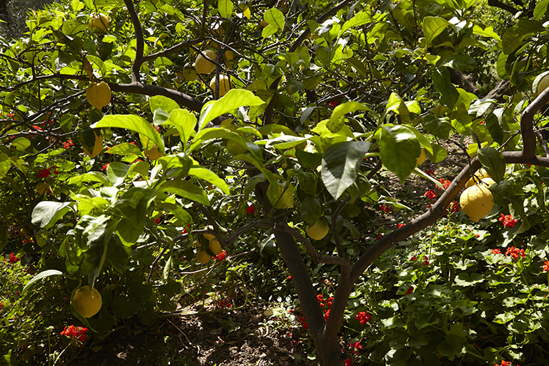 Terrasses de culture Nord (vue rapprochée des plantations d'une terrasse : citronniers et pélargoniums).