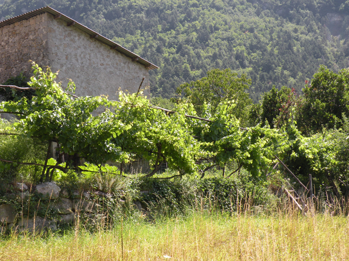 Treille de vigne de variété Framboise, quartier des Aires.