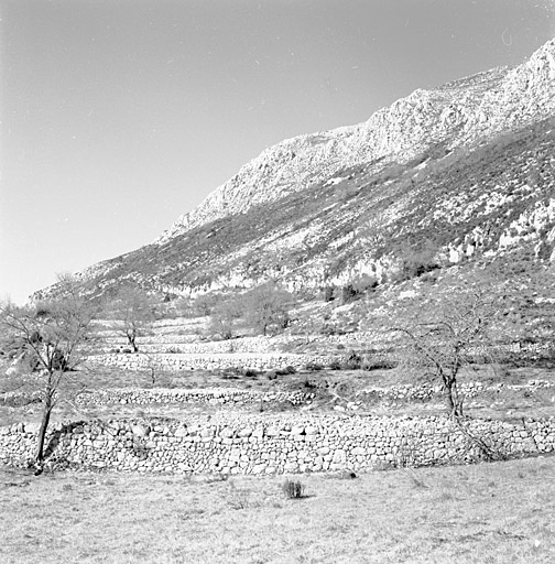 Versant sud du Cheiron, Saint-Bernard. Ensemble de terrasses cultivées (section G, parcelles 99 et 101).