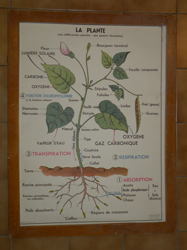 ensemble de 16 affiches pédagogiques sur la botanique