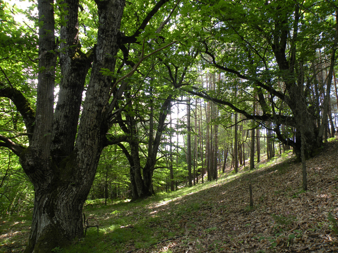 Châtaigneraie et bois de pins, au-dessus de la ferme du Nogeret.