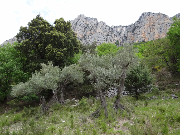 présentation de la commune de La Palud-sur-Verdon