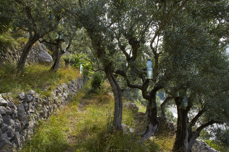 Paysage d'oliveraie avec terrasses de cultures au quartier de la Fouent de Castel à Entrevaux.