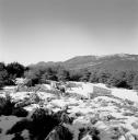 Bergerie