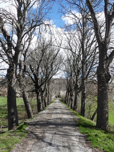 Allée de marronniers.