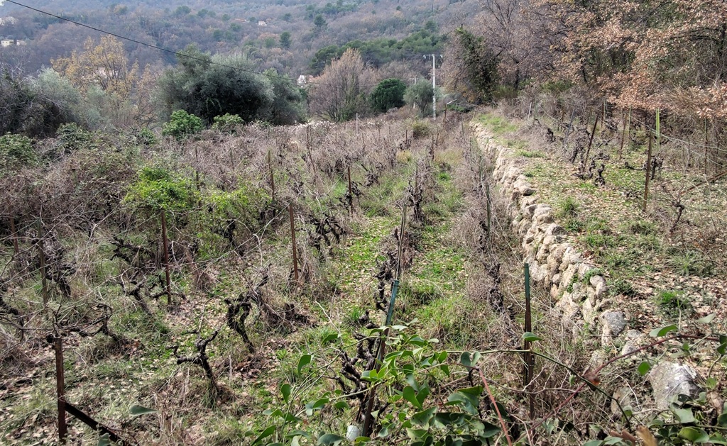 Terrain planté de vignes au quartier des Castellas (2024 C 363-364). 