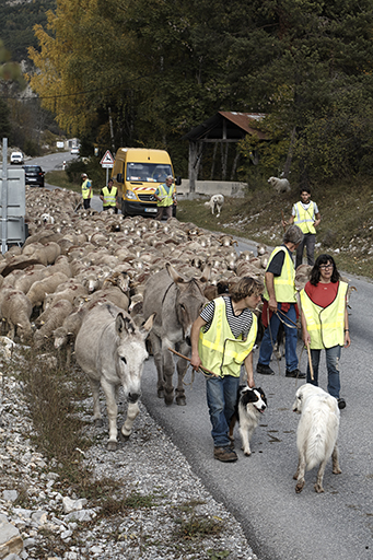 La transhumance aujourd'hui (Thorame-Haute).