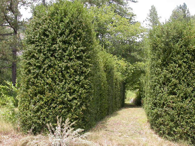 Jardin septentrional. Allée principale bordée de buis.