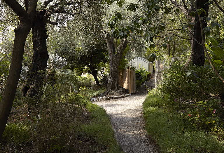 Jardin des plantes de climat méditerranéen : sentier bordé d'oliviers conduisant à une serre.