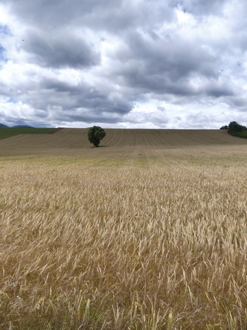 Champ de céréales et tilleul isolé, au Serre des Costes.
