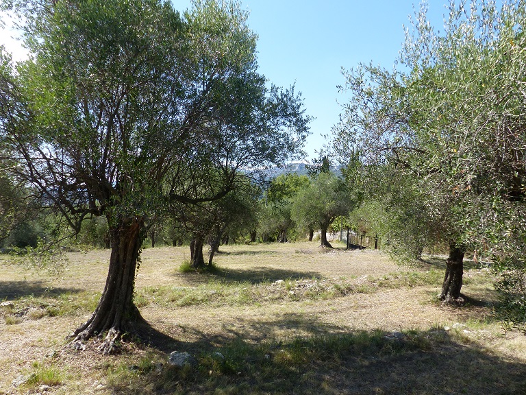 Vue d'un champ d'oliviers en terrasses prise de l'est. 