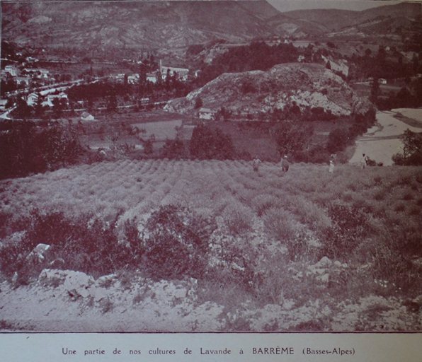 Une partie des cultures de lavande [de J.B. Selin] à BARRÊME (Basses-Alpes). 1933