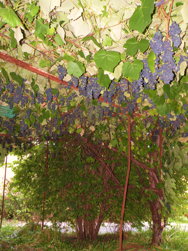 Le Parc, parcelle 1980 C1 184. Treille de vigne (variété Framboise) devant une ferme.