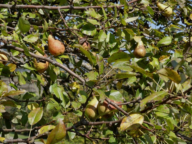 Poirier de variété Campanette, à la Grande Coste.