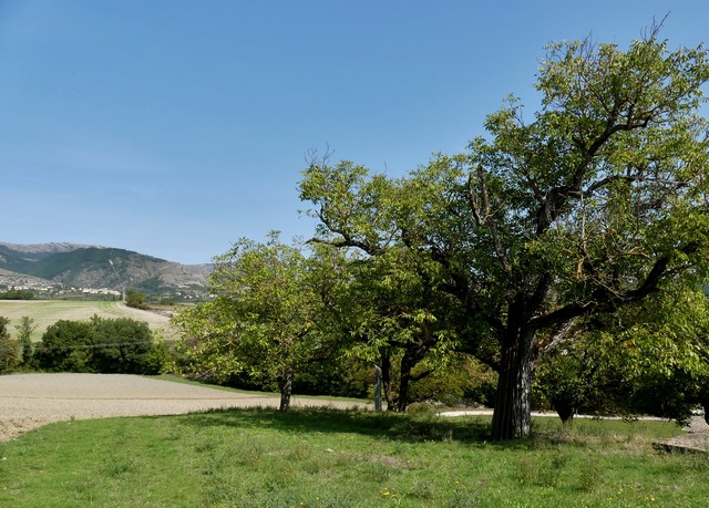 Verger de noyers, à la Grande Coste.