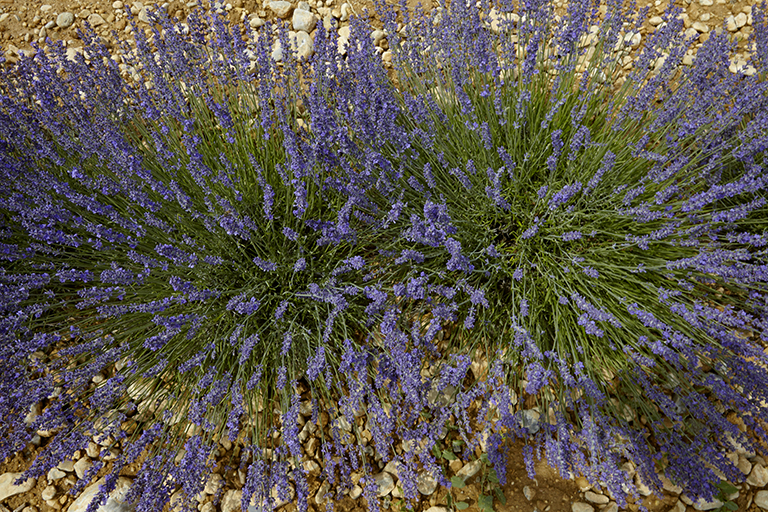 parfumeries (distilleries de lavande) du Pays Asses, Verdon, Vaïre, Var