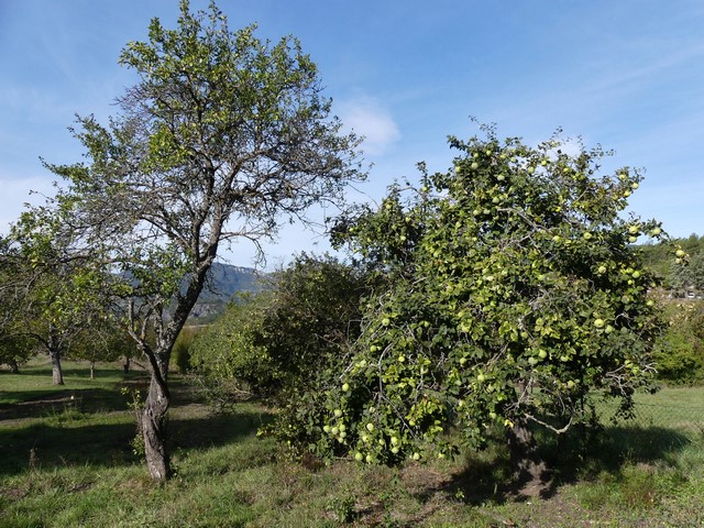 Pré-verger et haie de cognassiers, au Grand Pré.