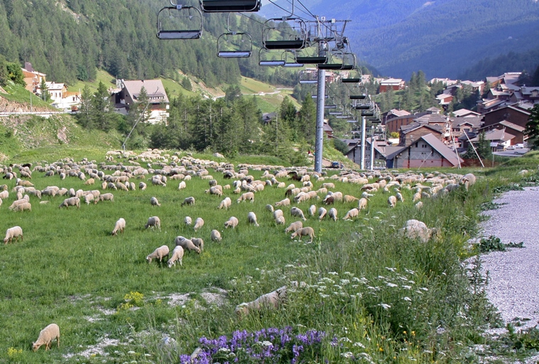 La montagne partagée : zone de pâture sous les remontées mécaniques (la Foux d'Allos).