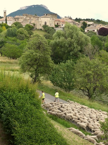 Transhumance à Rosans, le 16 juin 2020.
