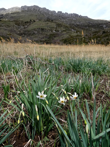 Narcisses et sagne dans les marécages du quartier des Paluds.