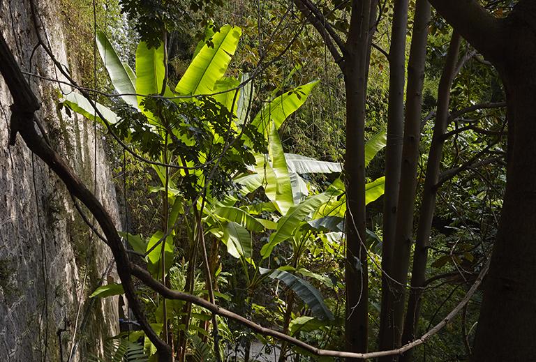 Jardin des plantes de milieu tropical forestier : grand mur de soutènement et bananiers.