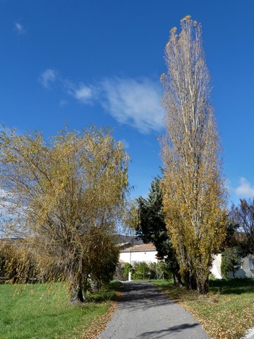 Allée de saules et de peupliers le long du chemin d'accès à la ferme dite Roman.