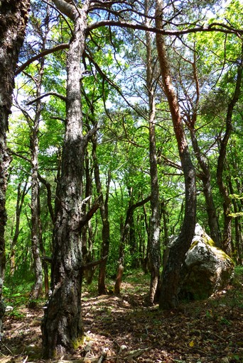 Bois de chêne et de pin sylvestre, quartier des Plaines.