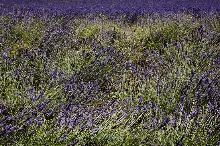 parfumeries (distilleries de lavande) du Pays Asses, Verdon, Vaïre, Var